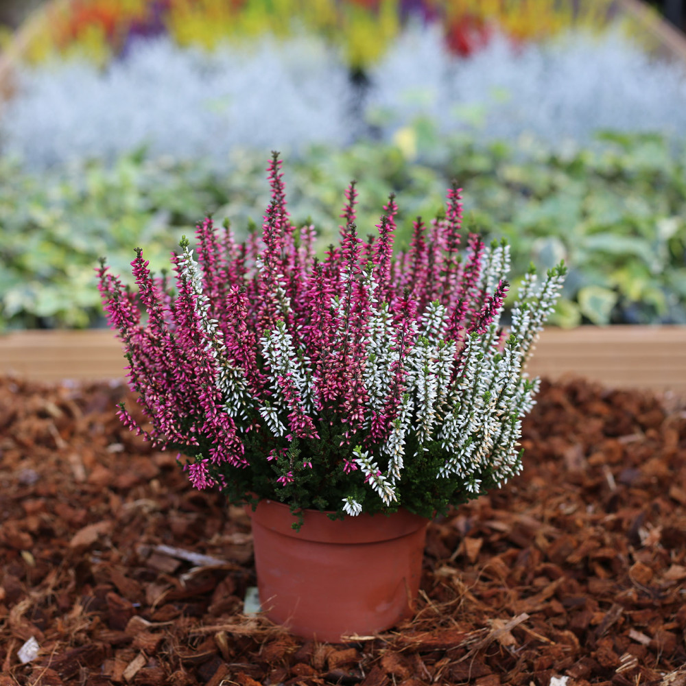 Bruyère Calluna Garden Twingirls Bicolore