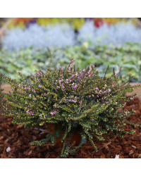 Bruyère Erica Darleyensis rose