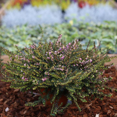 Bruyère Erica Darleyensis rose