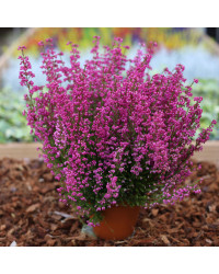 Bruyère vivace Erica Gracilis