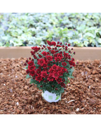 Petit Chrysanthème rouge bordeau