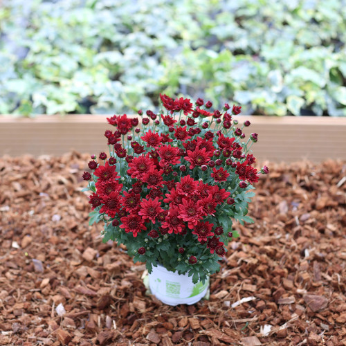 Petit Chrysanthème rouge bordeau