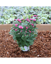 Petit Chrysanthème Rose