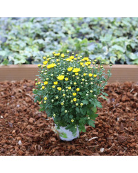 Petit Chrysanthème jaune citron