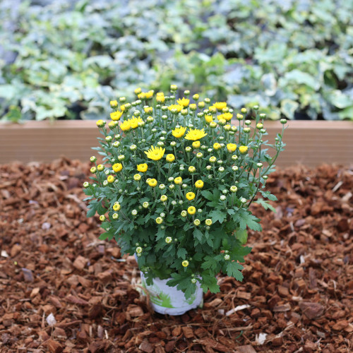 Petit Chrysanthème jaune citron