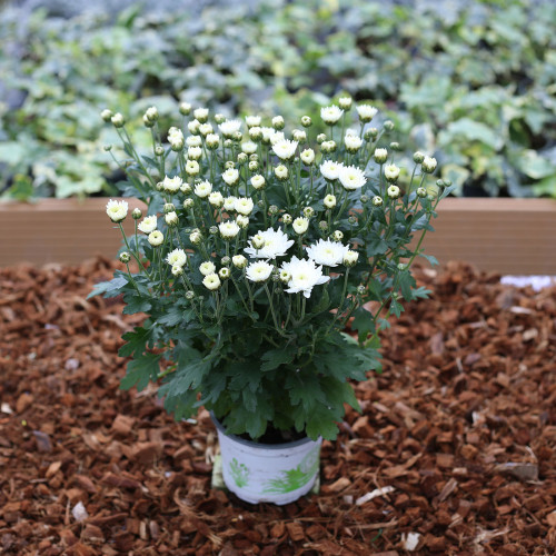 Petit Chrysanthème blanc