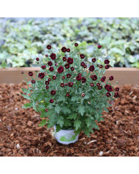 Petit Chrysanthème rose foncé