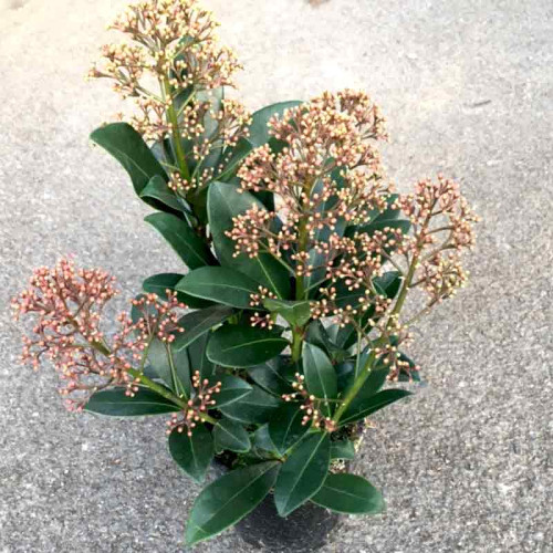 Skimmia vivace en gros pot