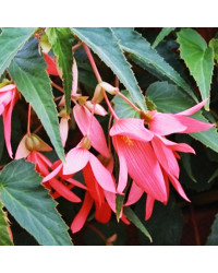 Begonia Boliviensis Bossa Nova Rose