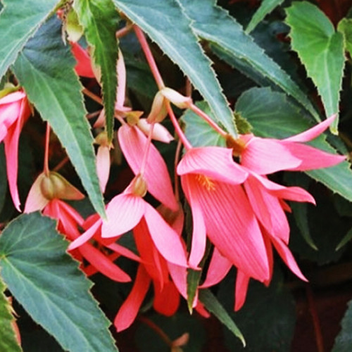 Begonia Boliviensis Bossa Nova Rose