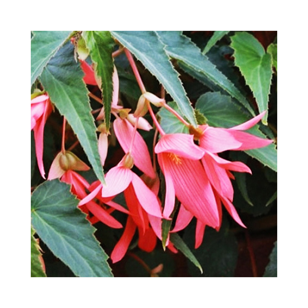 Begonia Boliviensis Bossa Nova Rose