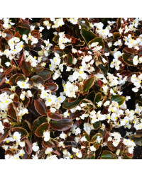 Begonia double gumdrop coco White