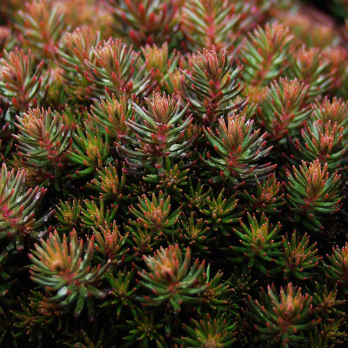 Sedum Chocolate Ball