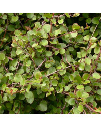 Muehlenbeckia