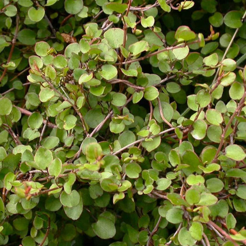 Muehlenbeckia