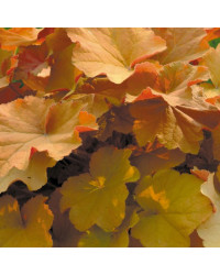 Heuchere caramel