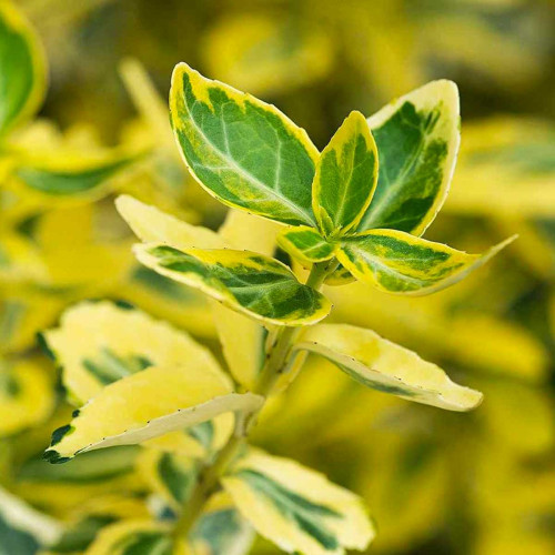 Euonymus fortunei emerald gold