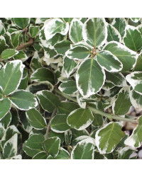 Euonymus fortunei emerald gaiety
