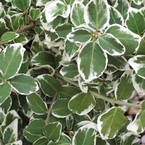 Euonymus fortunei emerald gaiety