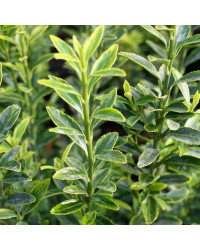 Euonymus japonicus microphyllus pulchellus