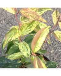 Leucothoe Scarletta
