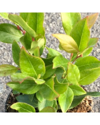 Leucothoe Rainbow