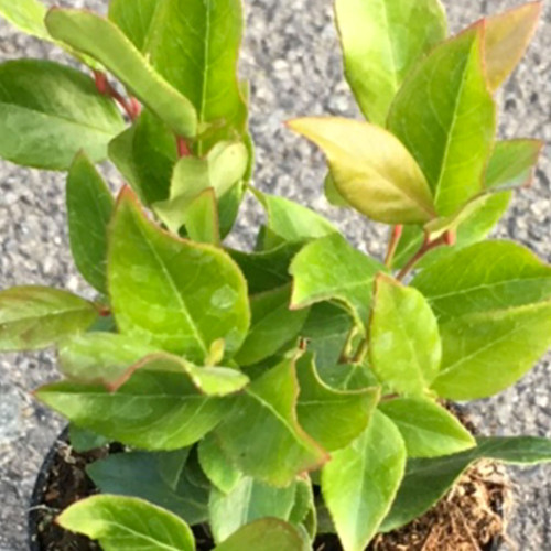 Leucothoe Rainbow en pot de 11cm