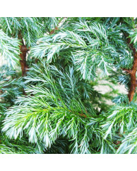 Chamaecyparis pisifera boulevard