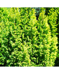 Chamaecyparis lawsoniana Empire