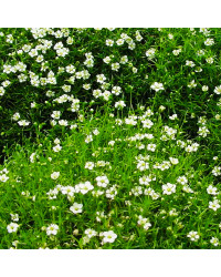 Sagine Subulata Irish Moss
