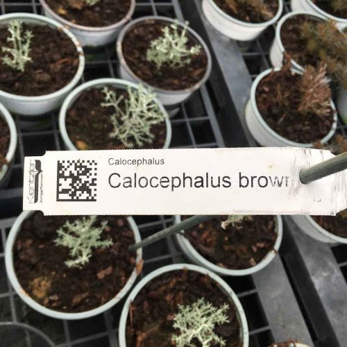Calocephalus Brownii
