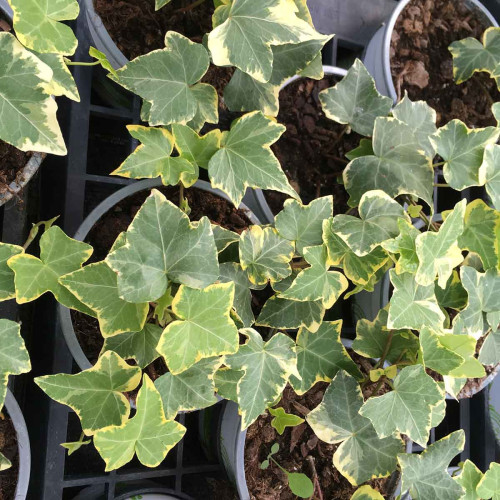 Hedera Helix Yellow Rippel
