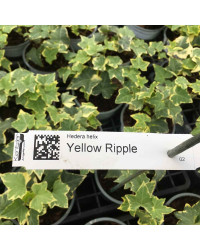 Hedera Helix Yellow Rippel