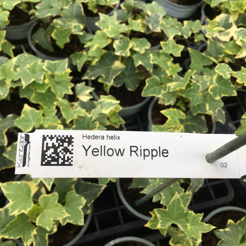 Hedera Helix Yellow Rippel