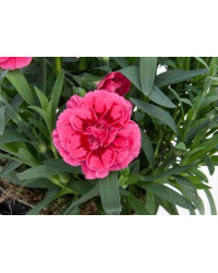 oeillet Dianthus Oscar Purple Wings