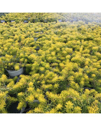 Sedum Mexicanum Gold Mound