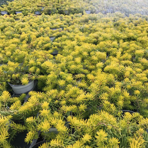 Sedum Mexicanum Gold Mound