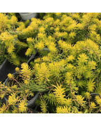 Sedum Mexicanum Gold Mound
