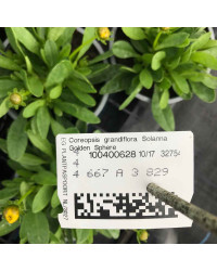 Coreopsis Solanna Golden Sphere
