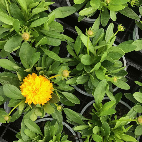 Coreopsis Solanna Golden Sphere