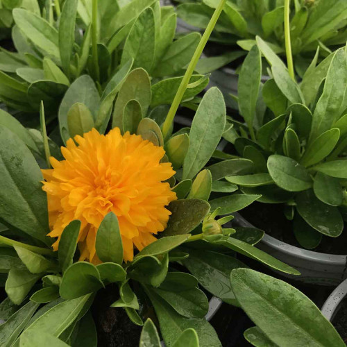 Coreopsis Solanna Golden Sphere