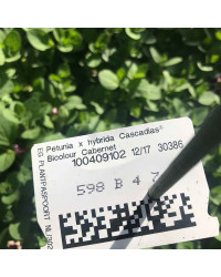 Petunia Cascadias Bicolor Cabernet
