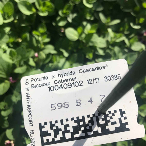 Petunia Cascadias Bicolor Cabernet