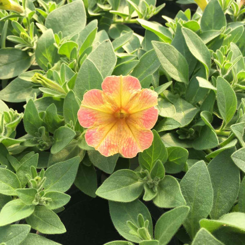 Petunia Cascadias Indian Summer