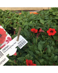 Petunia Surfinia Deep Red