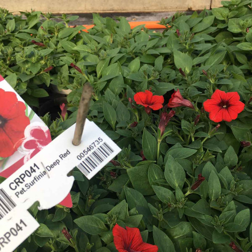 Petunia Surfinia Deep Red