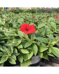 Petunia Surfinia Deep Red
