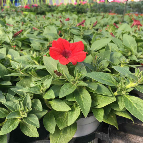 Petunia Surfinia Deep Red