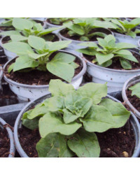 Petunia Retombant Surfinia Purple