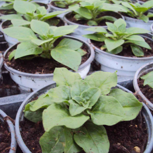 Petunia Retombant Surfinia Purple